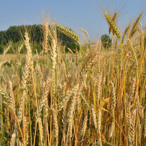 Cereali e Grani Antichi - seme biologico