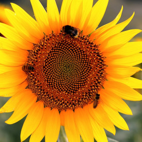 Piante per api - seme biologico