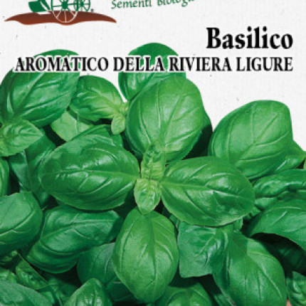 Basilico Genovese - Sementi Biologiche