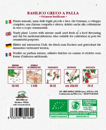 Greek basil  - Organic Seeds