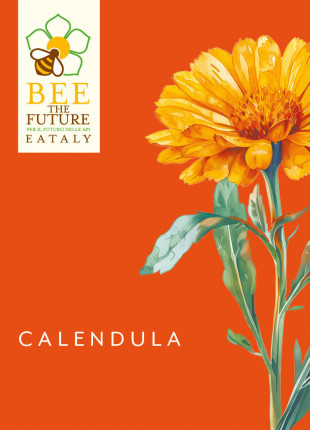 Calendula Eataly   - Sementi Biologiche