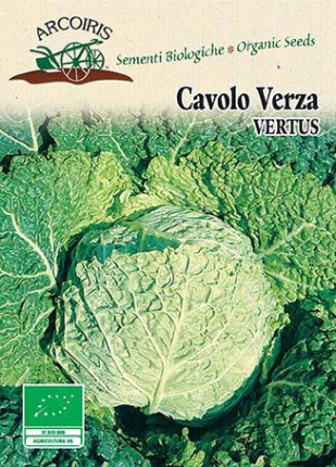 Savoy Cabage Vertus 2 - Organic Seeds