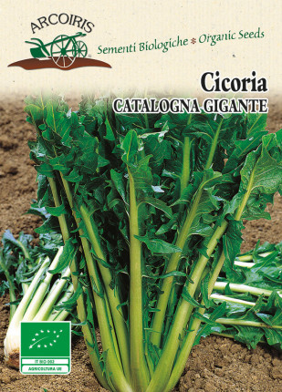 Chicory Catalogna Gigante of Chioggia - Organic Seeds
