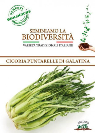 Chicory Puntarelle Di Galatina - Organic Seeds