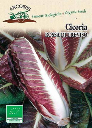 Chicory Rossa di Treviso Precoce - Organic Seeds