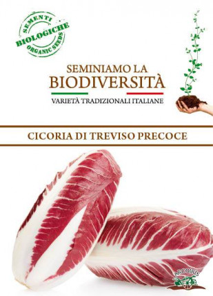 Cicoria Rossa di Treviso - Sementi Biologiche