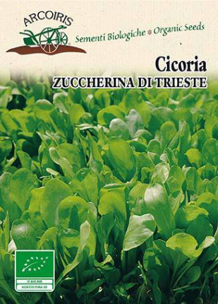 Cicoria Zuccherina di Trieste - Sementi Biologiche