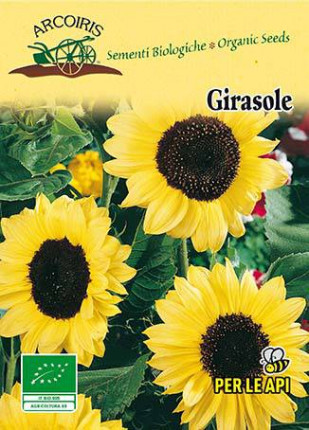 Sunflower Fiori Gialli Rampicanti- Organic seeds
