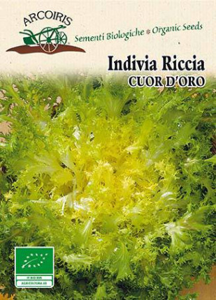 Indivia Riccia Cuor d'Oro - Sementi Biologiche