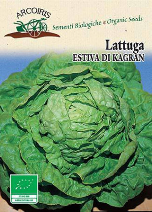 Lettuce Kagraner Sommer 2 - Organic Seeds