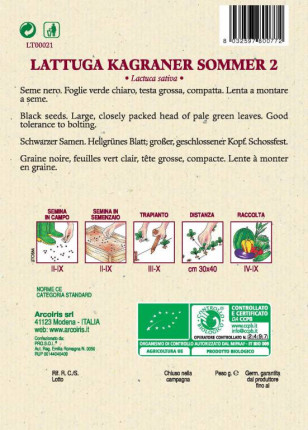 Lattuga Kagraner Sommer 2 - Sementi Biologiche