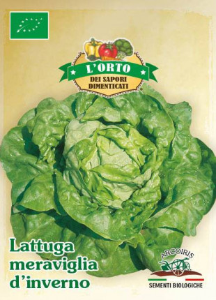 Lettuce Meraviglia D'Inverno - Organic Seeds