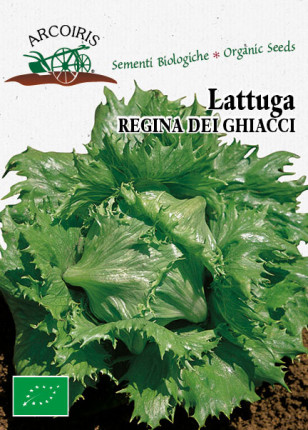 Lettuce Regina Dei Ghiacci - Organic Seeds
