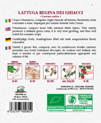 Lettuce Regina Dei Ghiacci - Organic Seeds
