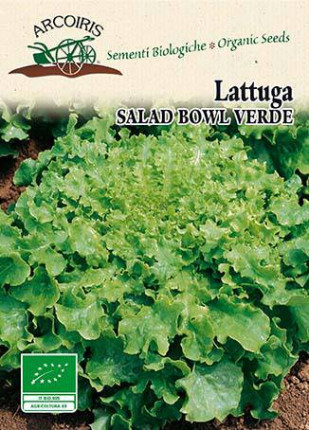 Lettuce Salad Bowl - Organic Seeds