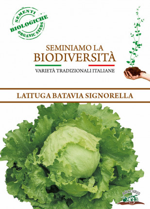 Lettuce Signorella - Organic Seed