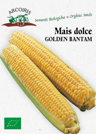 Corn Dolce Golden Bantam - Organic Seeds