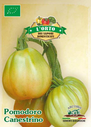 Tomato Canestrino - Organic Seeds