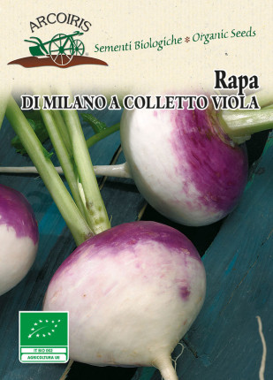 Rapa di Milano Colletto Viola - Sementi Biologiche