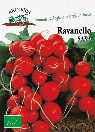 Radish Saxa 2 -  Organic Seeds