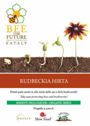 Rubdeckia Hirta - Organic Seeds