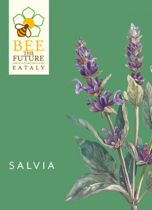 Salvia Eataly - Sementi Biologiche
