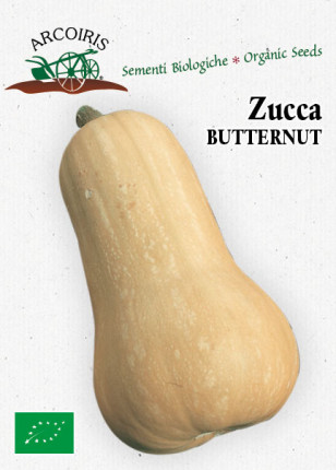 Pumpkin Butternut - Organic Seeds