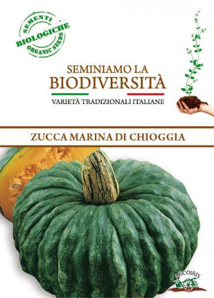 Pumpkin Marina di Chioggia - Organic Seeds