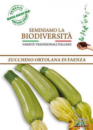 Zucchino Ortolana di Faenza - Sementi Biologiche
