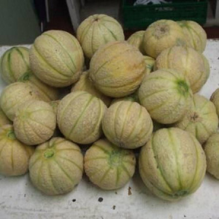 Organic Melon ramparino Organic seesds