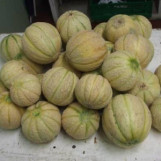 Melone Ramparino semente biologica . Antica varietà