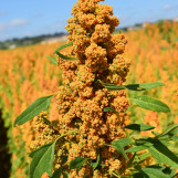 Novità: Quinoa Quipu, varietà dei primati, la prima varietà italiana e la prima semente biologica