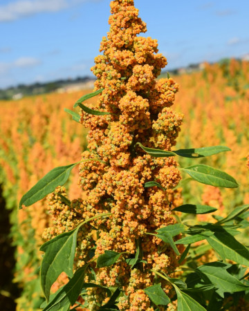 Novità: Quinoa Quipu, varietà dei primati, la prima varietà italiana e la prima semente biologica