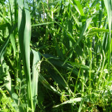 Tempo di sovescio autunnale: Arcoiris propone un'ampia gamma in grado di soddisfare le esigenze di tutti gli agricoltori