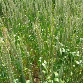Common Wheat Abbondanza 25 kg -  Arcoiris organic and byodinamic seeds