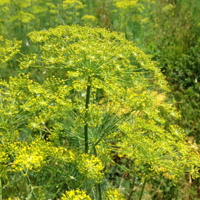 Dill - Organic Seeds