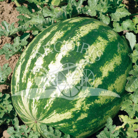 Watermelon Crimson Sweet - Organic Seeds