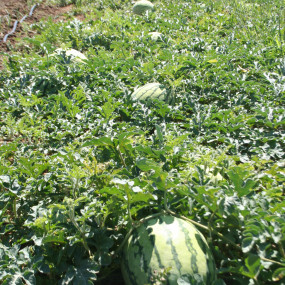 Watermelon Bagnacavallo - Organic Seeds