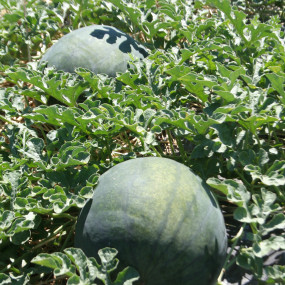 Watermelon from Faenza 50 seeds - Arcoiris organic and biodynamic seeds
