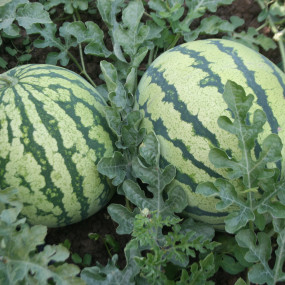 Watermelon Santa Vittoria - Organic Seeds