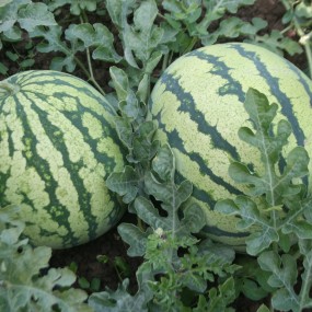 Santa Vittoria watermelon 50 seeds - Arcoiris organic and biodynamic seeds