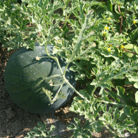 Watermelon Sugar Baby - Organic Seeds
