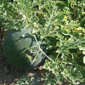 Watermelon Sugar Baby 25 g - Arcoiris organic and biodynamic seeds