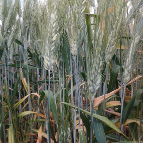 Durum Wheat antalis - Organic Seeds