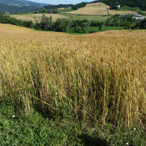 Hardy Soft Wheat 25 kg - Arcoiris organic and biodynamic seeds