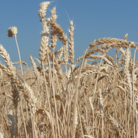 Common Wheat Autonomia B 25 kg - Arcoiris organic and byodinamic seeds