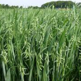 Avena var.Donna 100 Kg