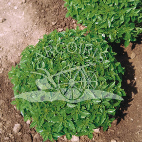 Basil Greco a Palla 10 g - Arcoiris organic and biodynamic seeds