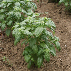 Basil Italiano Classico - Organic Seeds