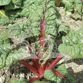 Bieta a costa rossa Rhubarb Chard 250 g - Arcoiris sementi biologiche